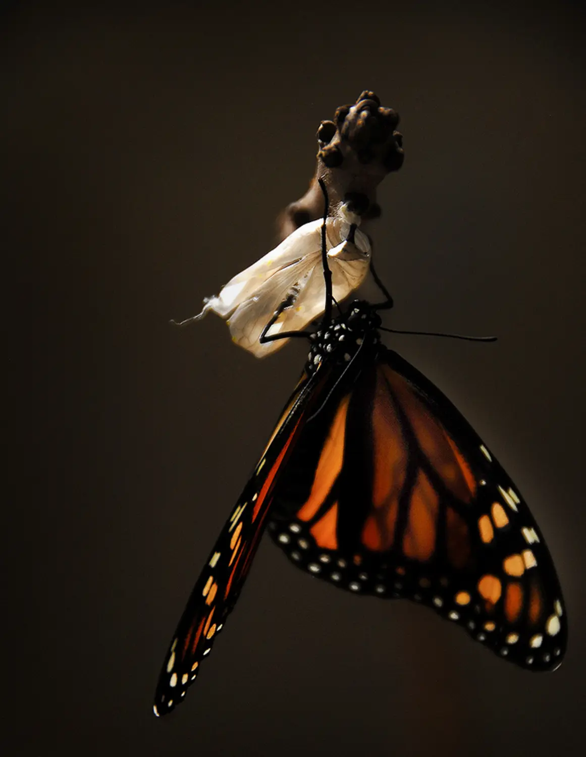 Schmetterling von focus